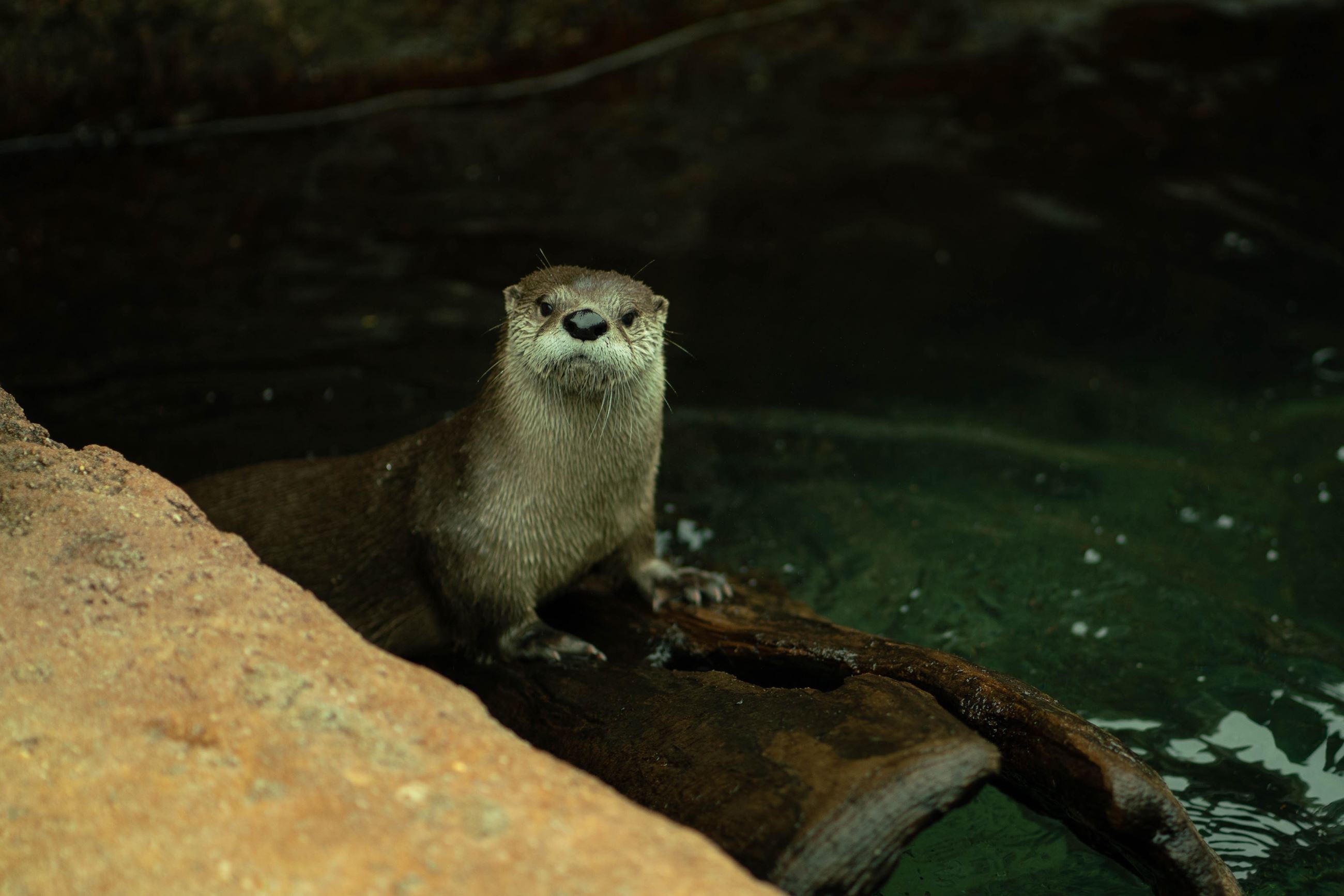 Otter at Calvert Marine Museum