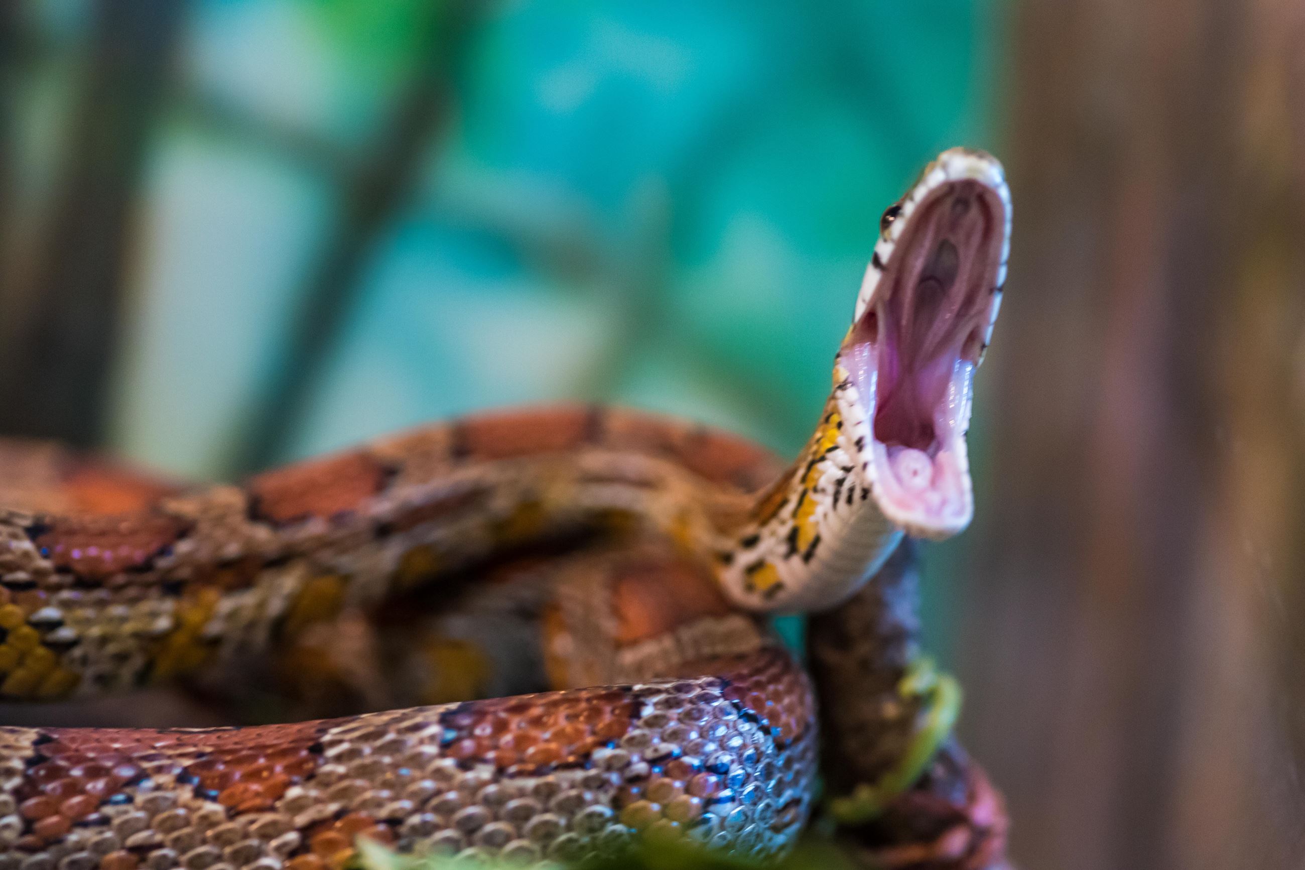 Snake with mouth open at Calvert Marine Museum