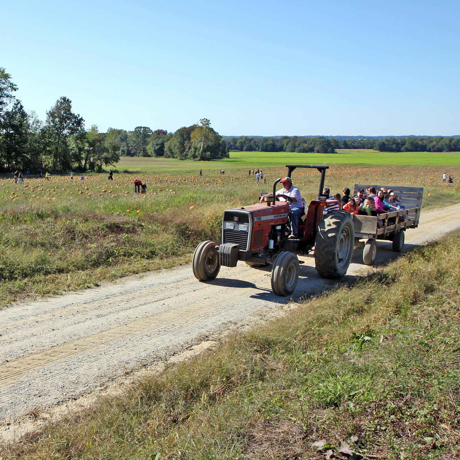Tractor ride through a pumpkin patch