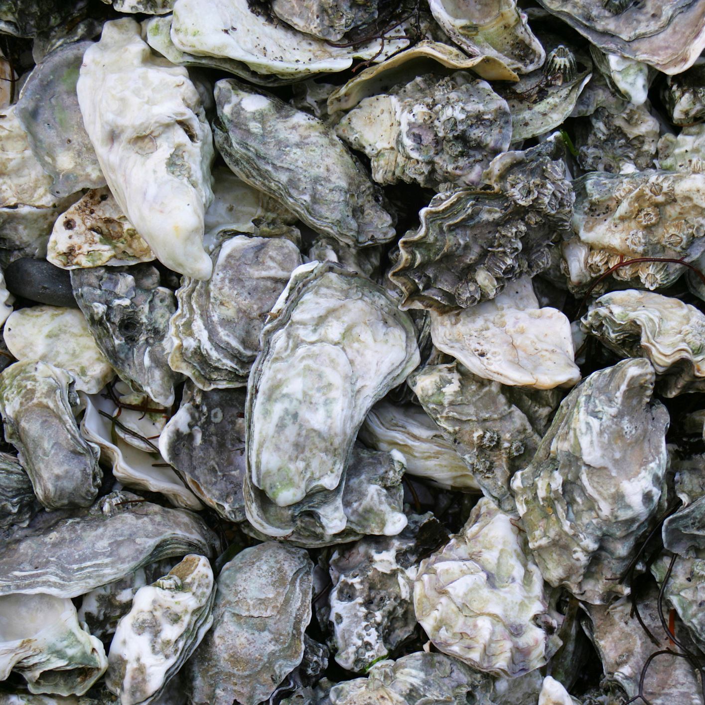 Oyster shells