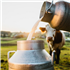 Milk Products