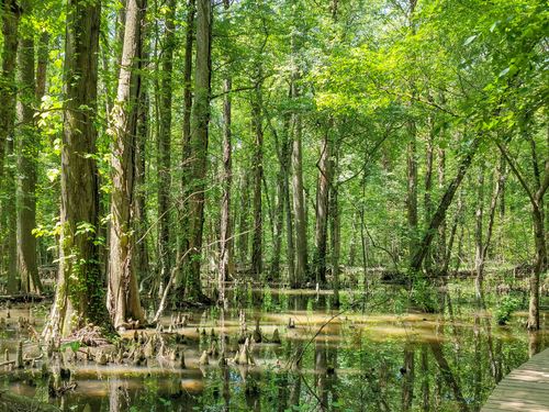 Battle Creek Cypress Swamp in Summer