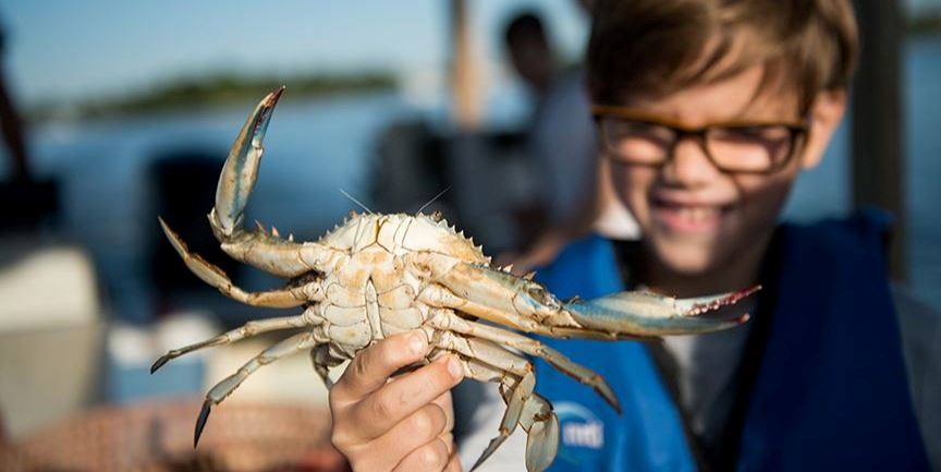 Child holding a crab