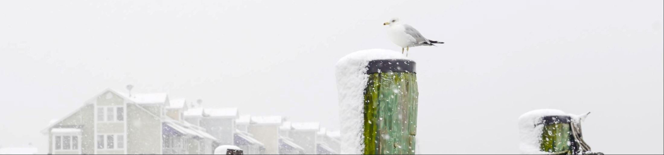 Bird on pillar in the snow