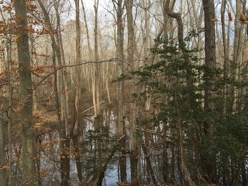Vernal pool at Gatewood Preserve