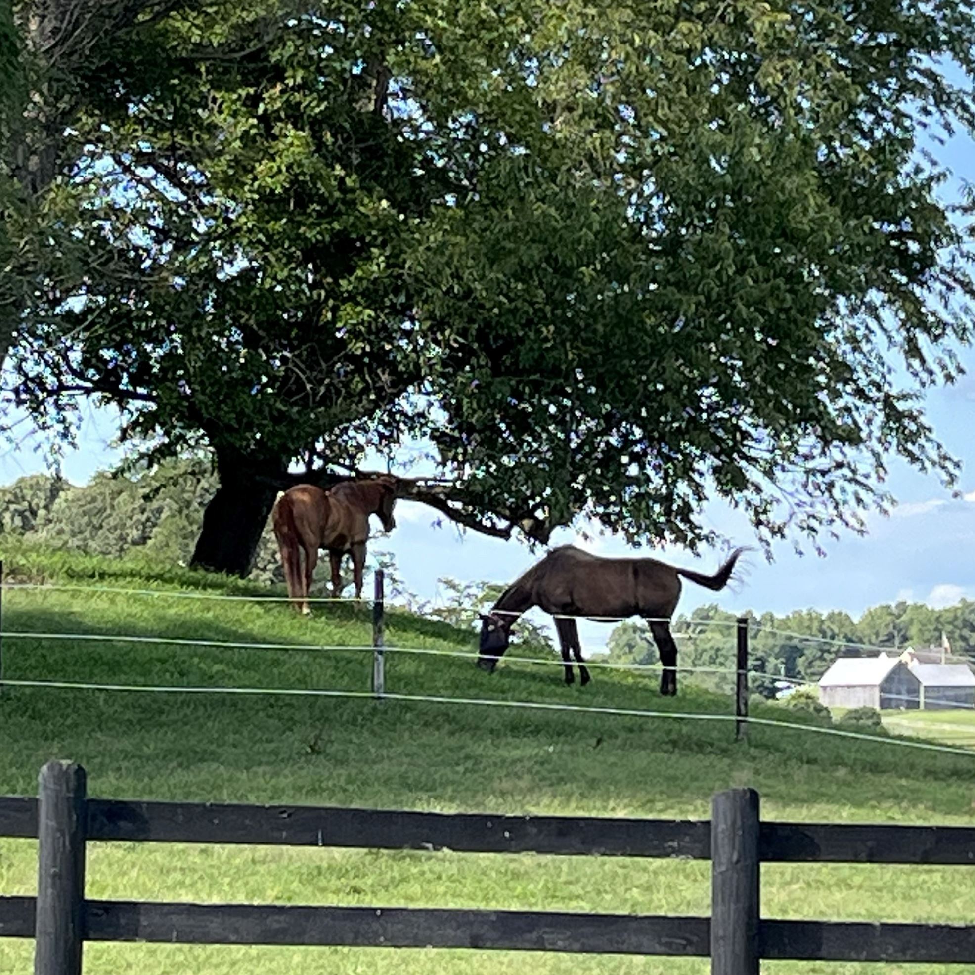 two brown horses grazing in a grass hill by two trees and a fence