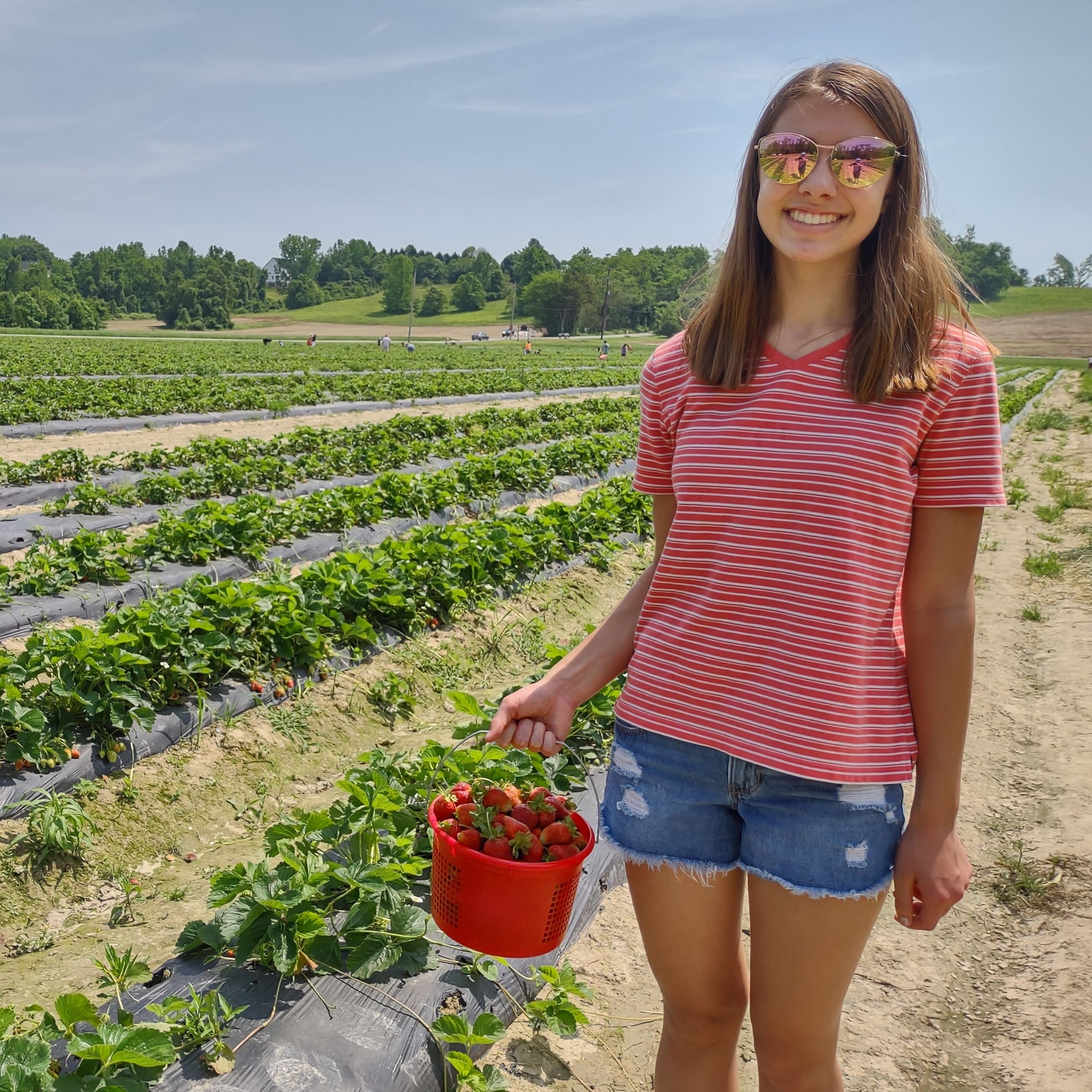 Girl in sunglasses picking strawberries Opens in new window